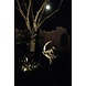 Eliassen Garden statue Lunaria Eliassen Garden statue Lunaria