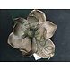 Eliassen Türklopfer Bronze Blume Eliassen Türklopfer Bronze Blume
