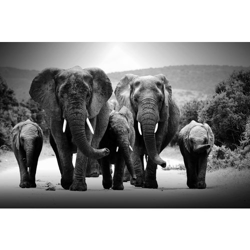 Glass painting 120x80cm Black and white Elephants Glass painting 120x80cm Black and white Elephants