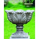 Dragonstone Pot Fern dragonstone Dragonstone Pot Fern dragonstone