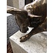 Bronze bull Bronze bull
