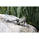 Frog spouting bronze lying down Frog spouting bronze lying down