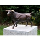 Beeld stier 49cm brons Beeld stier 49cm brons