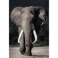Glasmalerei 110x160 cm. Elefanten