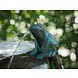 Bronze Frosch Bronze Frosch