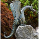 Draak op rots brons spuitfiguur Draak op rots brons spuitfiguur