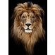 Glasschilderij Lion 80x120cm Glasschilderij Lion 80x120cm