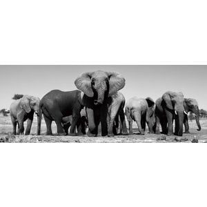 Glass painting 60x160 cm Herd of elephants