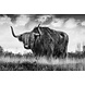 Glasschilderij 120x80 cm Buffel Glasschilderij 120x80 cm Buffel