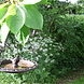 Hanging bird bath cast iron 23x23x8 cm. Hanging bird bath cast iron 23x23x8 cm.
