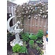 Eliassen Garden statue Lunaria Eliassen Garden statue Lunaria