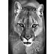 Glasschilderij Wild animal 80x120cm. Glasschilderij Wild animal 80x120cm.