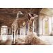 Glasschilderij Giraffe 110x160cm. Glasschilderij Giraffe 110x160cm.