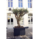 Adezz ADEZZ Plantenbak Aluminium Rechthoek Florida 150x50x60cm Adezz ADEZZ Plantenbak Aluminium Rechthoek Florida 150x50x60cm