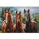 Schilderij 3d metaal 3 Paarden 80x120cm Schilderij 3d metaal 3 Paarden 80x120cm