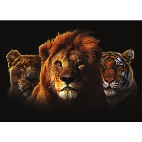 Glasschilderij Trio katten 110x160cm. Glasschilderij Trio katten 110x160cm.