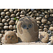 Memorial stone dog 15cm Memorial stone dog 15cm
