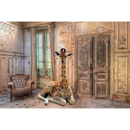 Glasschilderij Giraffe in living 80x120cm. Glasschilderij Giraffe in living 80x120cm.