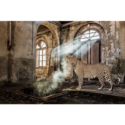 Glasschilderij Panther in vervallen hal 80x120cm, Glasschilderij Panther in vervallen hal 80x120cm,