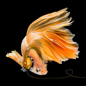 Glass painting Goldfish 80x80cm.