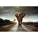 Glasschilderij Olifant groot 110x160cm Glasschilderij Olifant groot 110x160cm
