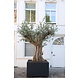 Adezz Plantenbak Aluminium Vierkant Florida met poten 80x80x80cm Adezz Plantenbak Aluminium Vierkant Florida met poten 80x80x80cm