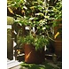 Adezz Pflanzer Corten Stahl Rundatlas ohne Boden 150x60 Adezz Pflanzer Corten Stahl Rundatlas ohne Boden 150x60