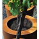 Adezz Pflanzer Corten Stahl Rundatlas ohne Boden 150x60 Adezz Pflanzer Corten Stahl Rundatlas ohne Boden 150x60