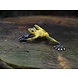 Bronzegelber Frosch Bronzegelber Frosch