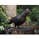 Bronzen duif kop omhoog Bronzen duif kop omhoog