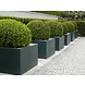 Adezz Plantenbak Polyester Vierkant Buxus 100x100x80cm Adezz Plantenbak Polyester Vierkant Buxus 100x100x80cm