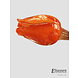 Blumenglas Tulpe Orange Blumenglas Tulpe Orange