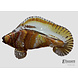 Glass statue fish Glass statue fish