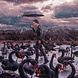 Glass painting Man with black swans 100x100cm. Glass painting Man with black swans 100x100cm.