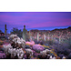 Glasschilderij Cactus landschap 80x120cm Glasschilderij Cactus landschap 80x120cm