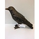 Eliassen Bronzen beeld Kraai Eliassen Bronzen beeld Kraai