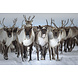 Glasbild Rentier im Schnee 80x120cm Glasbild Rentier im Schnee 80x120cm
