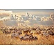 Glasschilderij Zebra's met buffels 80x120cm Glasschilderij Zebra's met buffels 80x120cm