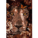 Glasschilderij Leeuwen close up 80x120cm Glasschilderij Leeuwen close up 80x120cm