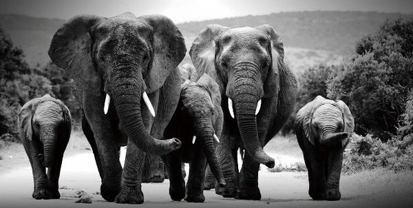 glasschilderij kudde olifanten zwart wit