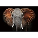 Glasschilderij Olifant 80x120cm Glasschilderij Olifant 80x120cm
