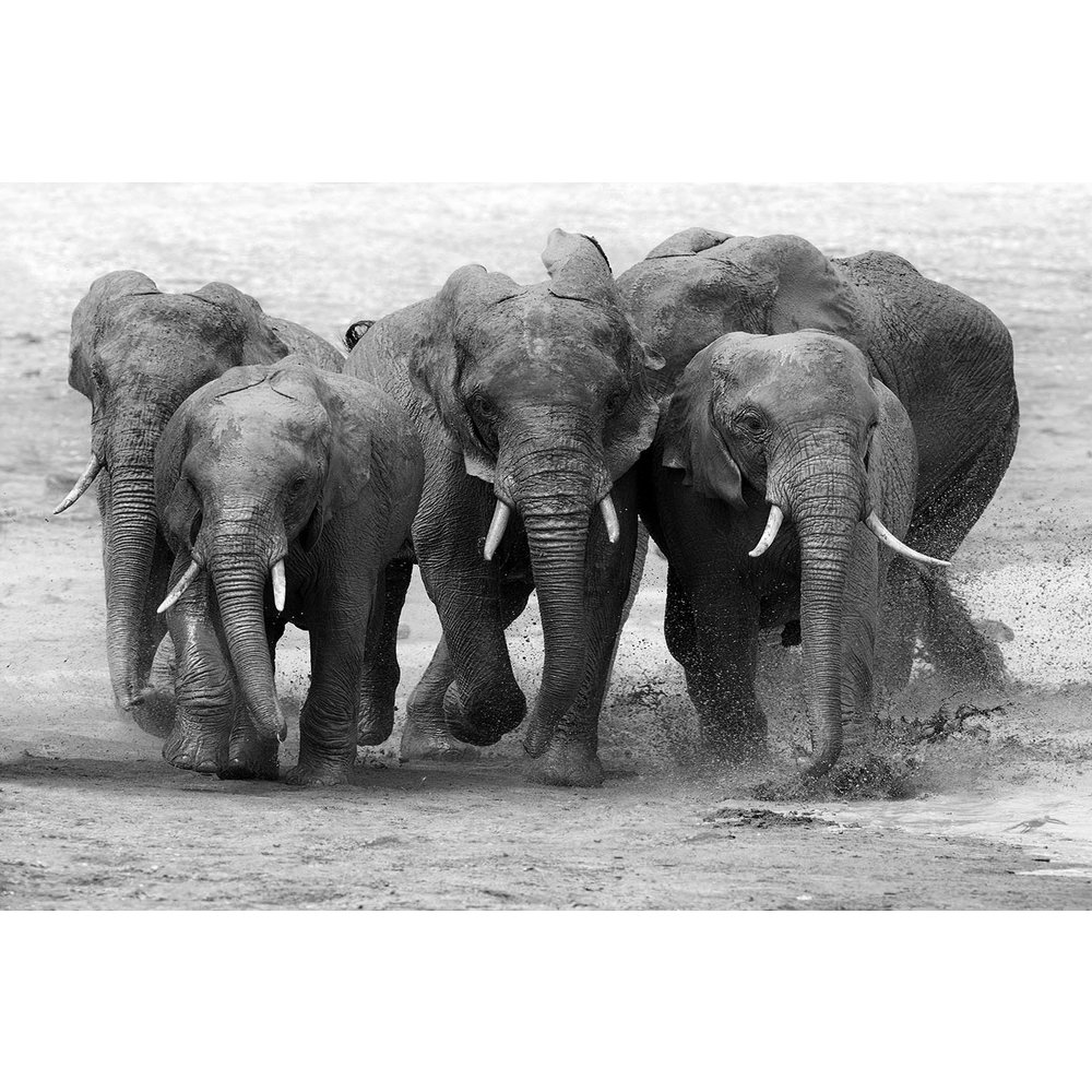 Glass painting Elephant family 110x160cm. Eliassen Home & Garden Pleasure