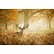 Glasschilderij Hert in het bos 80x120cm. Glasschilderij Hert in het bos 80x120cm.