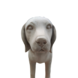 Beeld hond Beagle beige 48cm Beeld hond Beagle beige 48cm