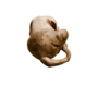Holzstatue Hund liegend 40cm Holzstatue Hund liegend 40cm