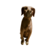Skulptur Hund Holz sitzend 40cm Skulptur Hund Holz sitzend 40cm