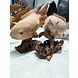 Beeld hout Vis op moerashout 54cm Beeld hout Vis op moerashout 54cm
