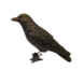 Eliassen Bronzen beeld Kraai Eliassen Bronzen beeld Kraai