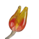 Bloem glas Tulp geel/rood Bloem glas Tulp geel/rood