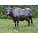 Bronzen beeld Grote koe Bronzen beeld Grote koe